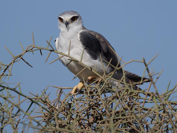 <h3><a href="/trips/tanzania/biota/animalia/chordata/aves/017 accipitriformes/004 accipitridae/elanus caeruleus/elanus caeruleus-nl.html">Elanus&nbsp;caeruleus</a> / Black‑winged&nbsp;kite / Grijze&nbsp;wouw</h3>OM-1 Mark II met OLYMPUS M.150-400mm F4.5 TC, 1/2000 sec  bij F5.6, ISO 200, afstand 17.9&nbsp;m
